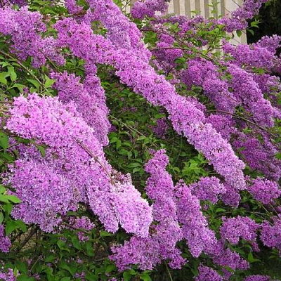 Сирень КИТАЙСКАЯ в Шымкенте